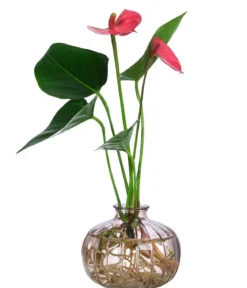 Waterplant Flamingoblume im rosa Glas - Anthurium 'Rosa Champion'