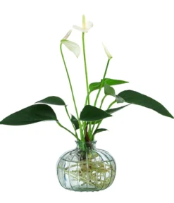 Waterplant Flamingoblume im grünen Glas - Anthurium 'White Champion'