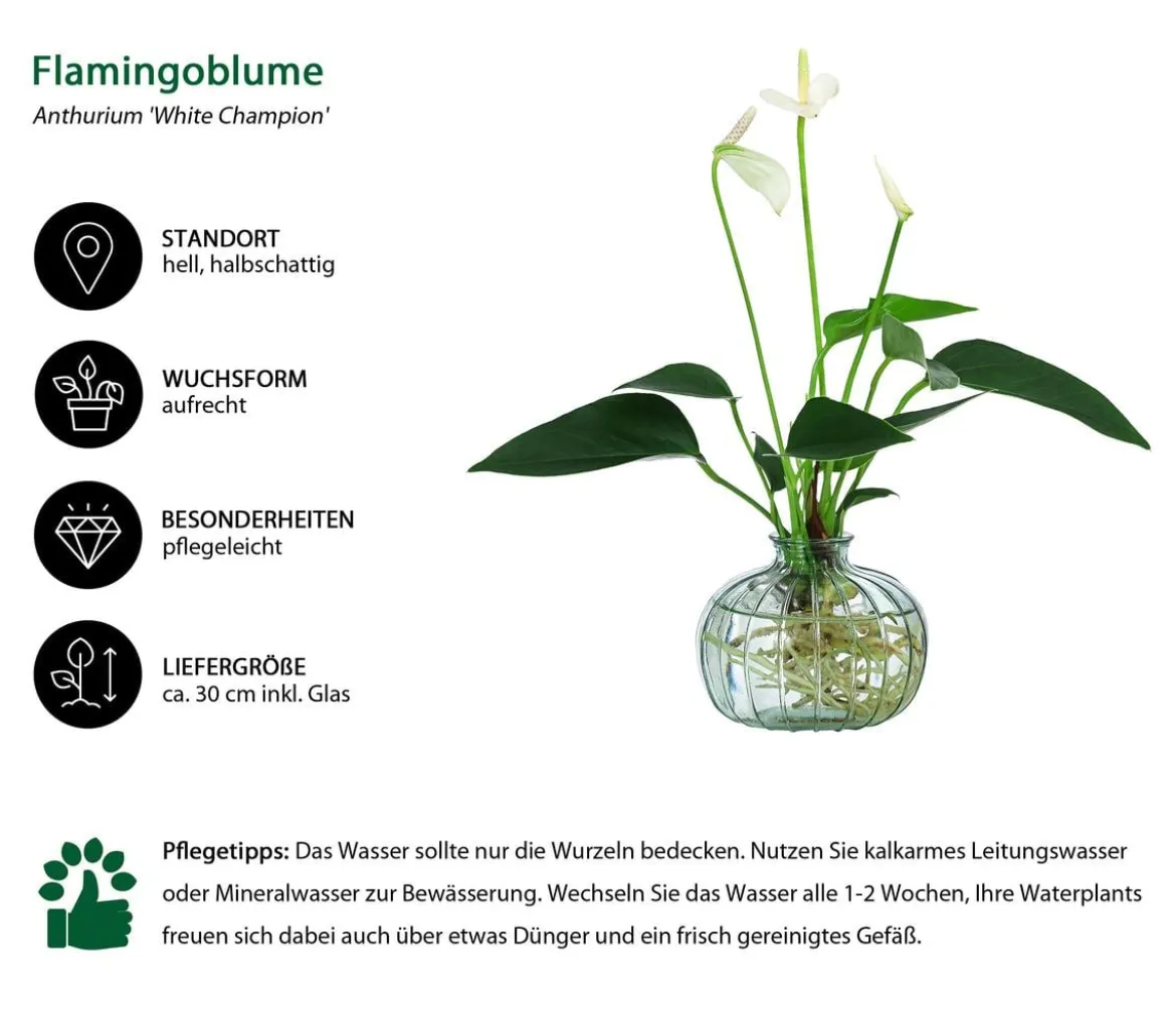 Waterplant Flamingoblume im grünen Glas - Anthurium 'White Champion'