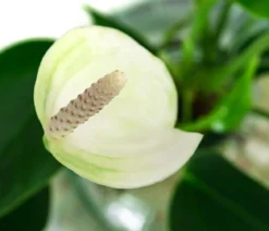 Waterplant Flamingoblume im grünen Glas - Anthurium 'White Champion'