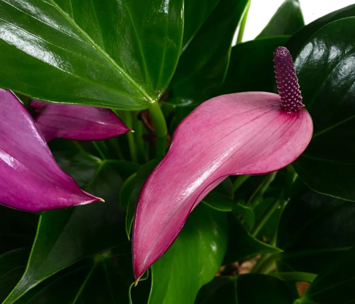Waterplant Flamingoblume im Glas - Anthurium 'Zizou'