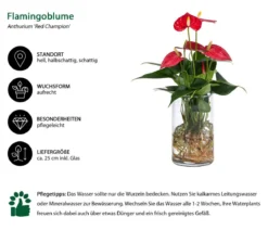 Waterplant Flamingoblume im Glas - Anthurium 'Red Champion'