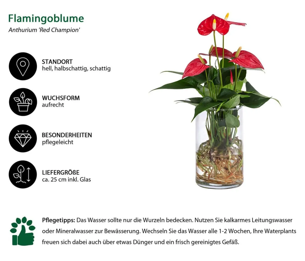 Waterplant Flamingoblume im Glas - Anthurium 'Red Champion'
