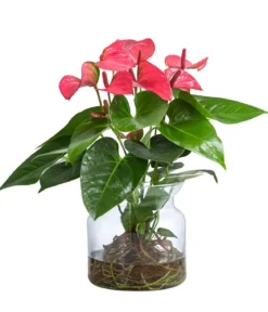Waterplant Flamingoblume im Glas - Anthurium 'Rosa Champion'