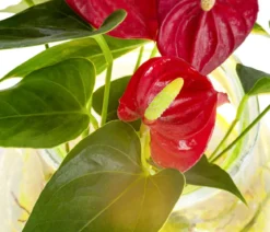Waterplant Flamingoblume im Kugelglas - Anthurium 'Red Champion', mit LED