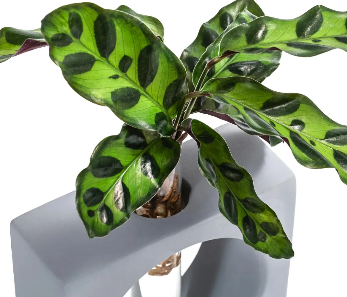 Waterplant Korbmarante Manilla im Reagenzglas - Calathea insigne