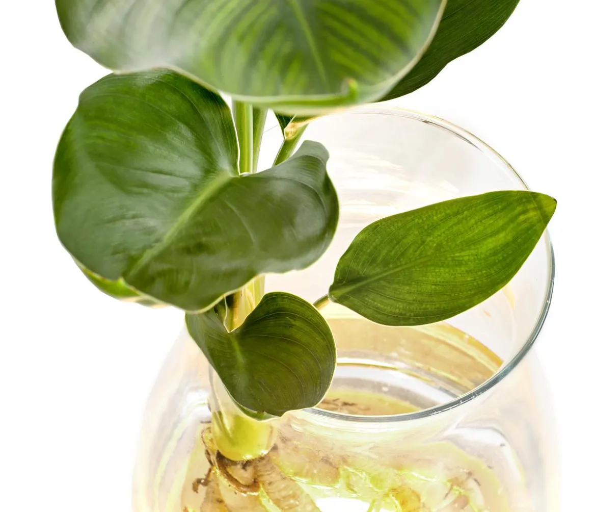 Waterplant Paradisvogelblume im Glas - Strelizia reginae, mit LED