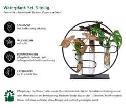 Waterplant-Set Dubai in Reagenzgläsern, 3-teilig