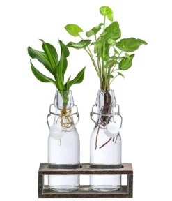 Waterplant-Set Duo in Glasflaschen, 2-teilig