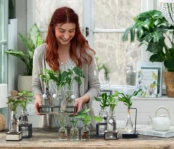 Waterplant-Set Grünpflanzen in Glasflaschen, 2-teilig