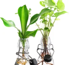 Waterplant-Set Grünpflanzen in Glasflaschen, 2-teilig