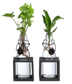 Waterplant-Set Grünpflanzen in Glasflaschen, 2-teilig