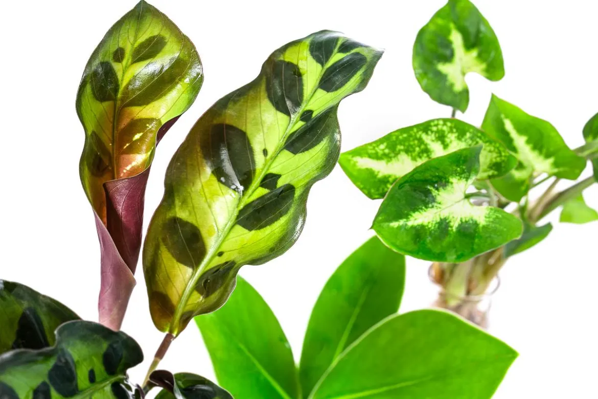 Waterplant-Set in Reagenzgläsern, 3-teilig