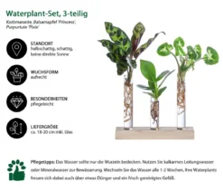 Waterplant-Set in Reagenzgläsern, 3-teilig