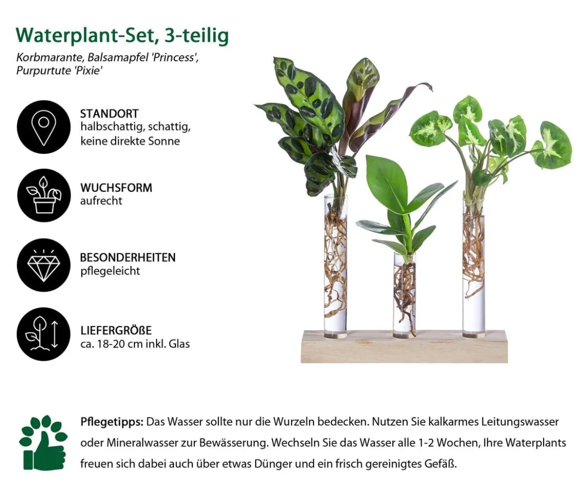 Waterplant-Set in Reagenzgläsern, 3-teilig