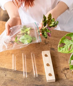 Waterplant-Set in Reagenzgläsern, 3-teilig