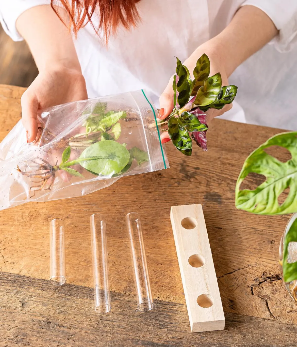 Waterplant-Set in Reagenzgläsern, 3-teilig