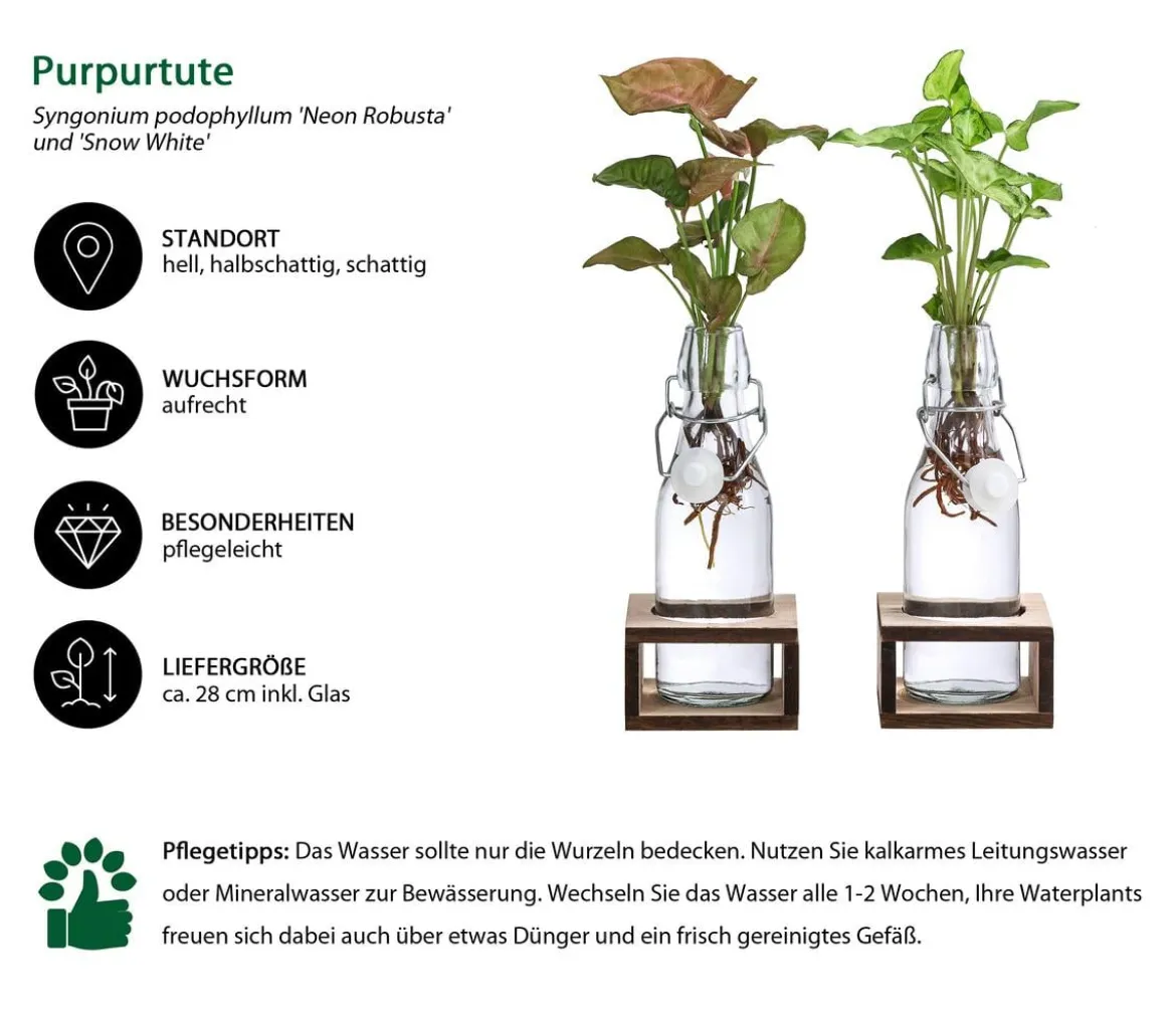 Waterplant-Set Purpurtute in Glasflaschen - Syngonium podophyllum, 2-teilig