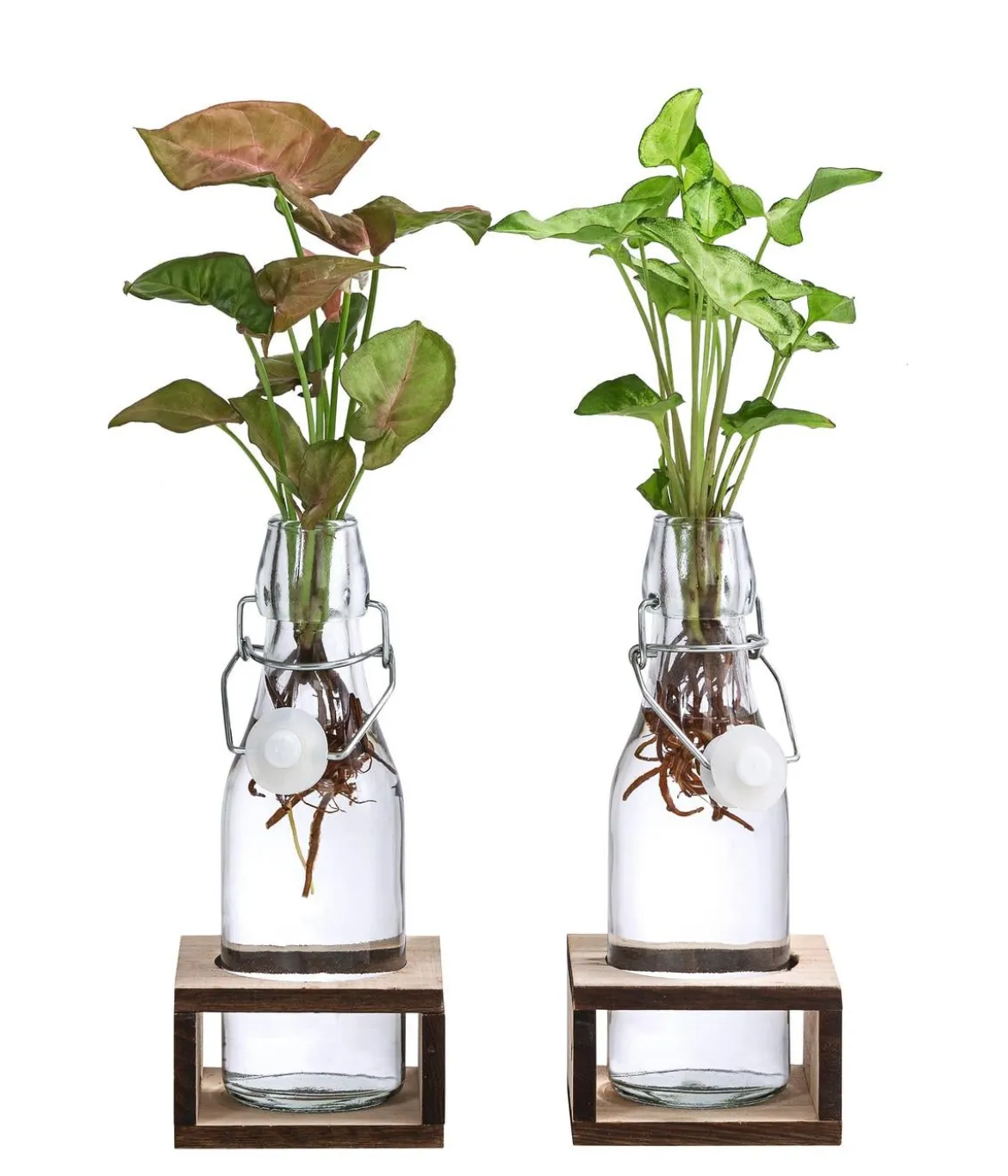 Waterplant-Set Purpurtute in Glasflaschen - Syngonium podophyllum, 2-teilig