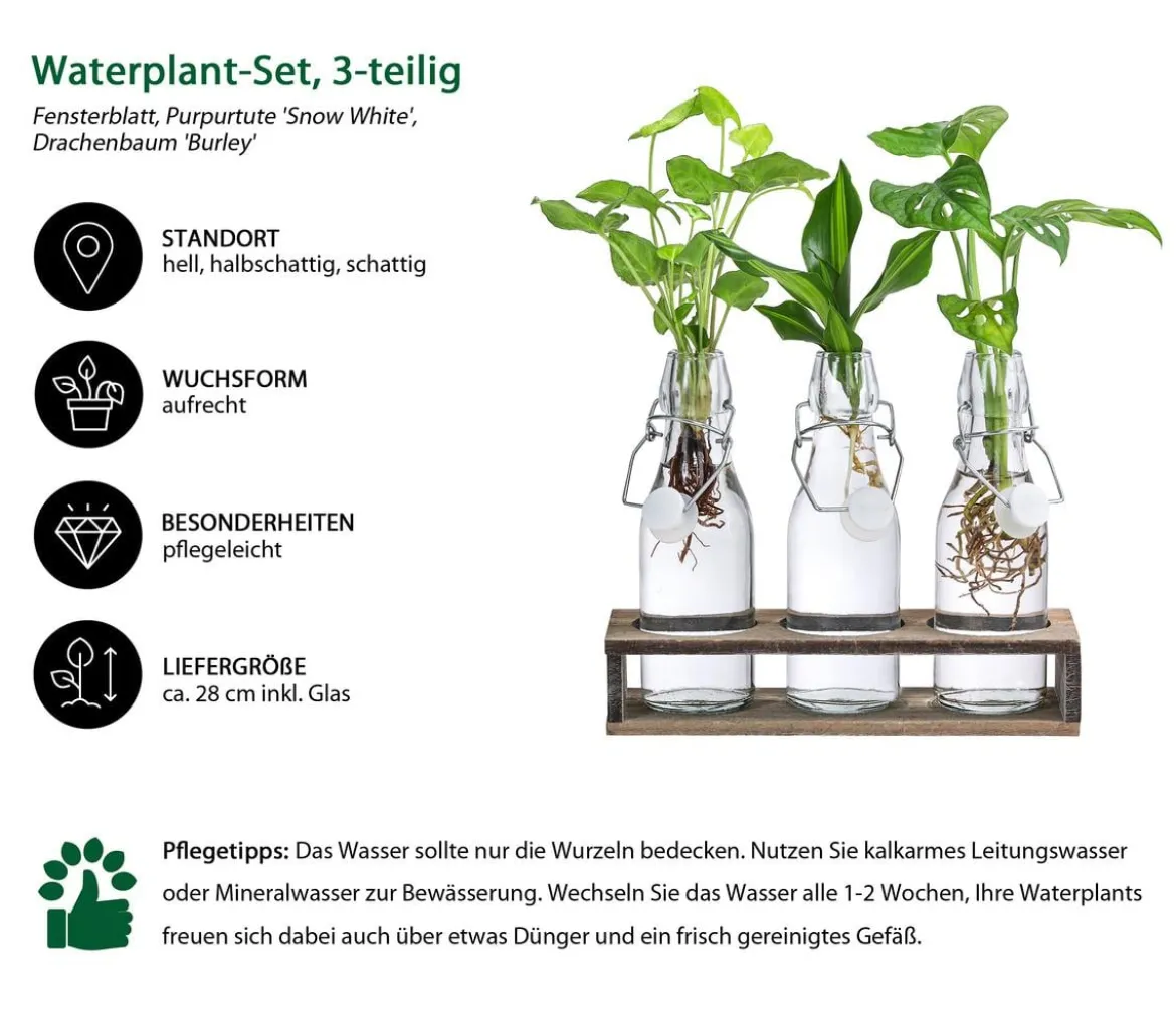 Waterplant-Set Trio in Glasflaschen, 3-teilig