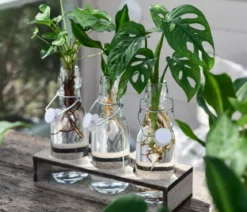 Waterplant-Set Trio in Glasflaschen, 3-teilig