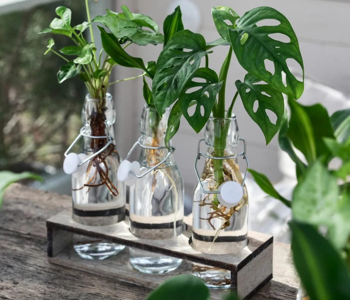 Waterplant-Set Trio in Glasflaschen, 3-teilig