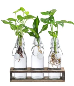 Waterplant-Set Trio in Glasflaschen, 3-teilig