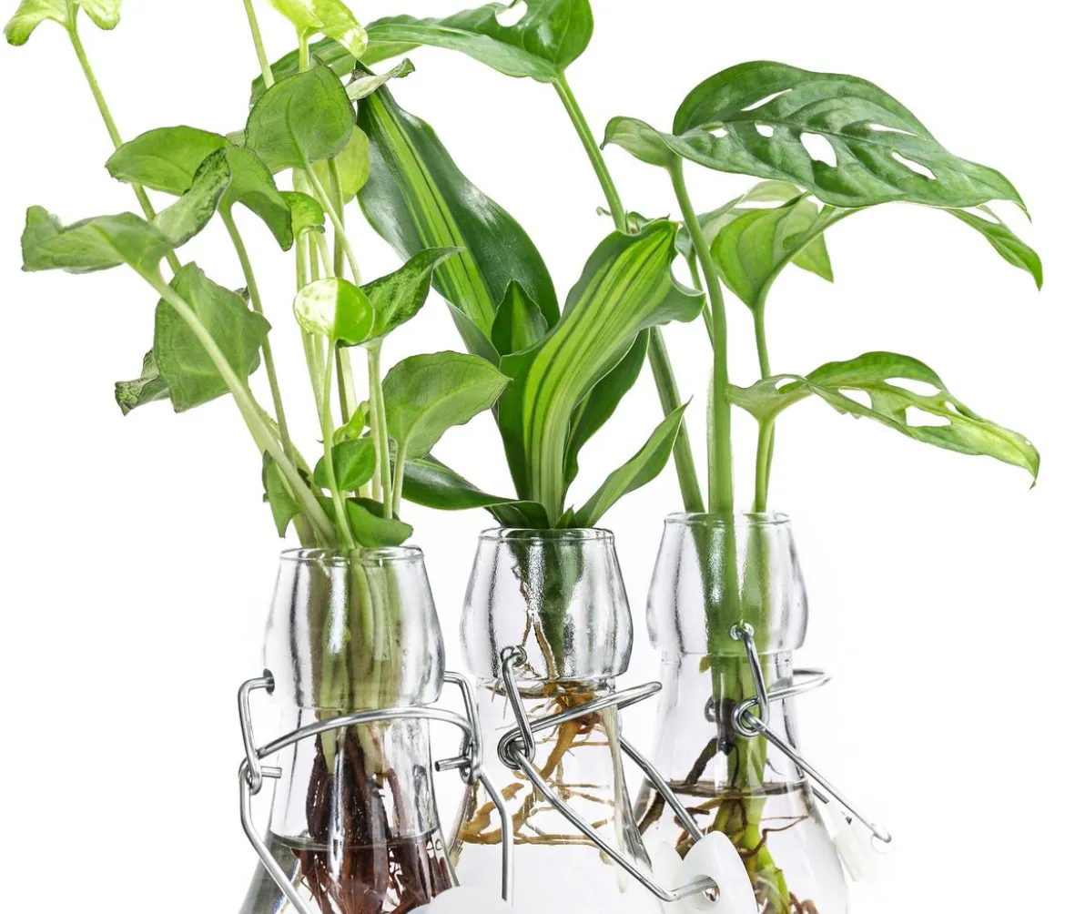 Waterplant-Set Trio in Glasflaschen, 3-teilig
