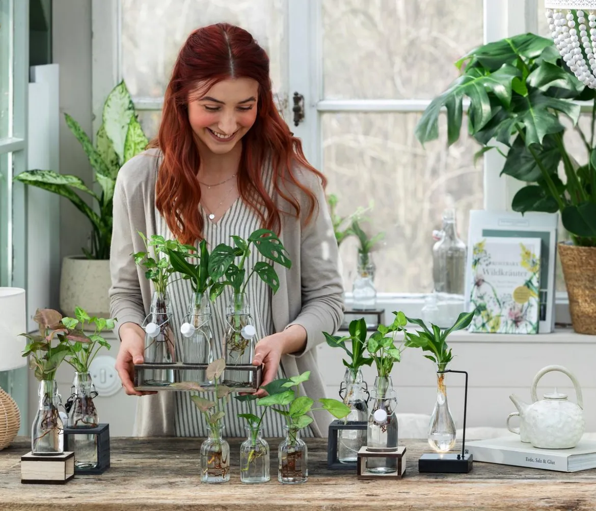 Waterplant-Set Trio in Glasflaschen, 3-teilig