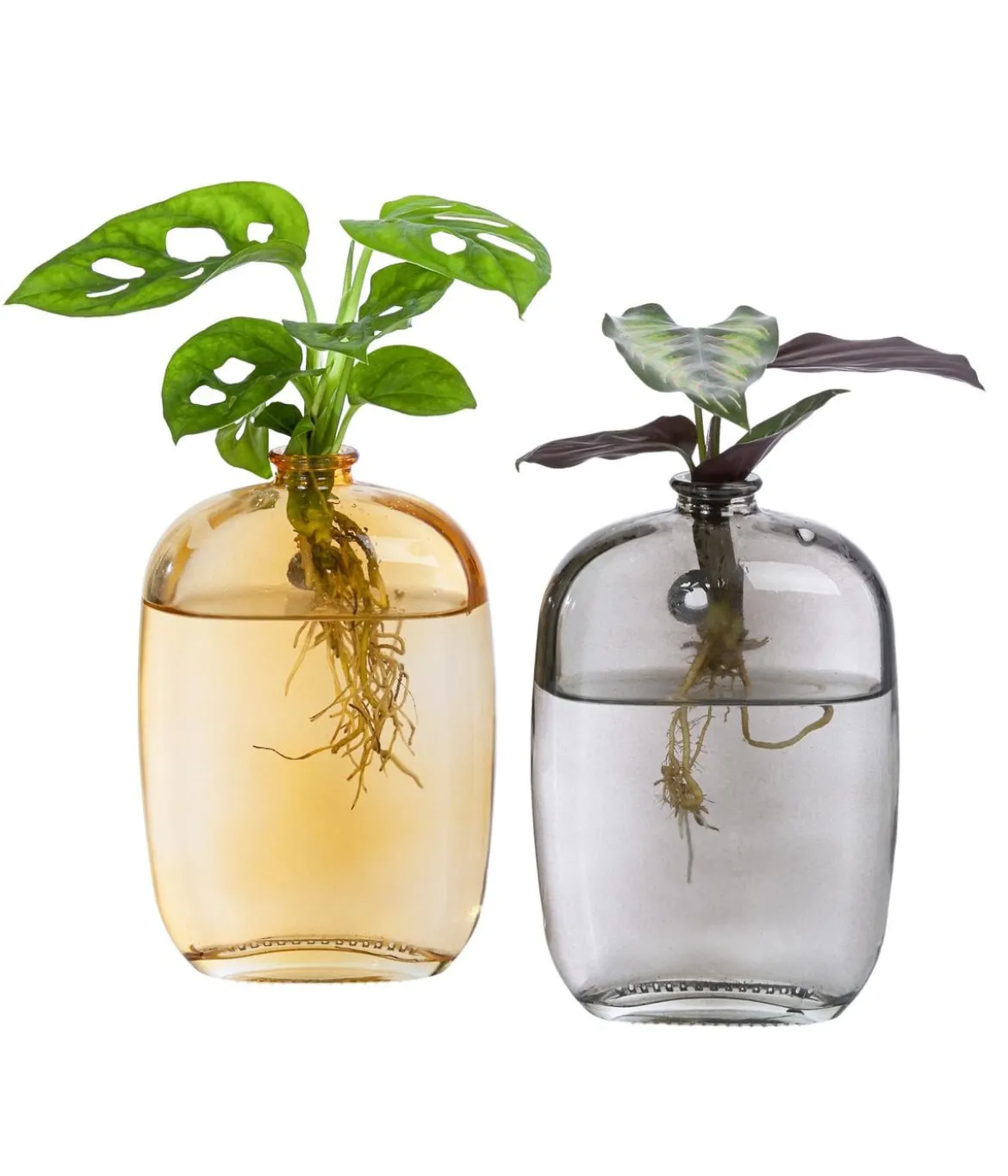 Waterplant-Set Wandhänger, 2-teilig