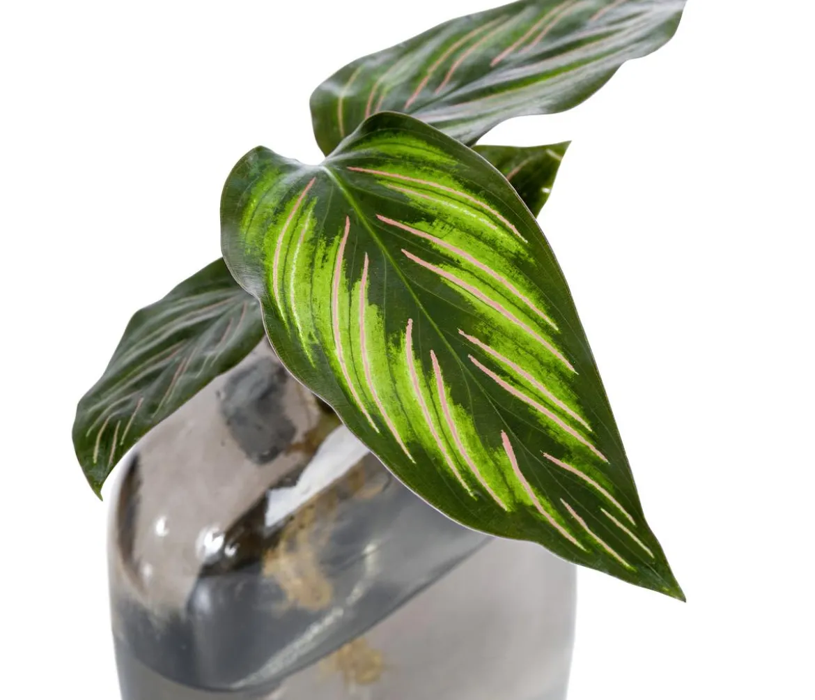 Waterplant-Set Wandhänger, 2-teilig