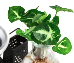 Waterplant-Set Wellness in Glasflasche - Syngonium podophyllum 'Pixie'