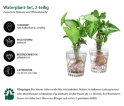 Waterplant-Set Whiskey-Duo in Glasflaschen, 2-teilig