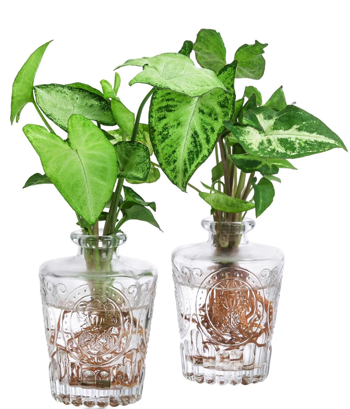 Waterplant-Set Whiskey-Duo in Glasflaschen, 2-teilig