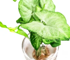 Waterplant-Set Whiskey-Duo in Glasflaschen, 2-teilig