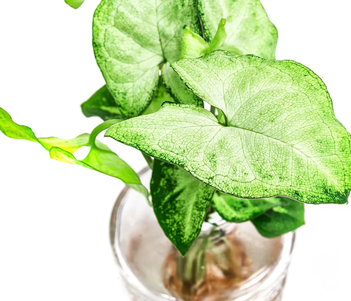 Waterplant-Set Whiskey-Duo in Glasflaschen, 2-teilig