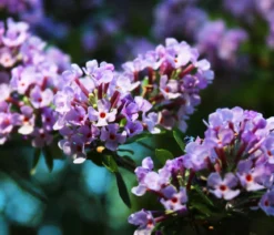 Wechselblättriger Sommerflieder