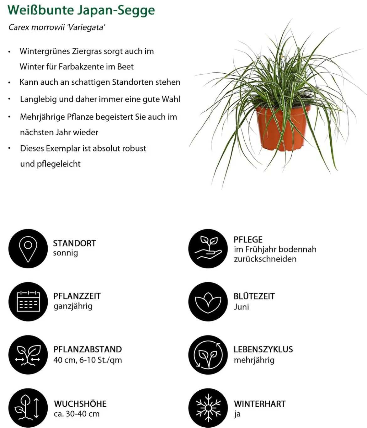 Weißbunte Japan-Segge 'Variegata'