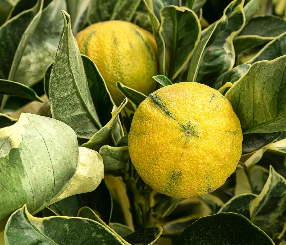 Weißbunte Orange 'Variegata'