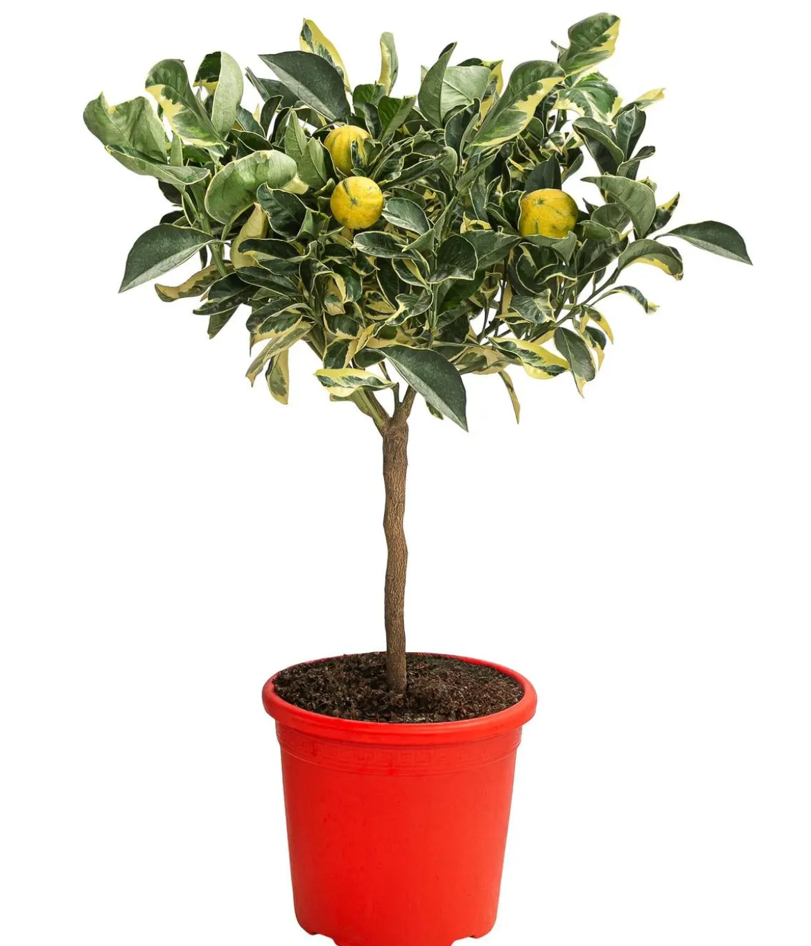 Weißbunte Orange 'Variegata'
