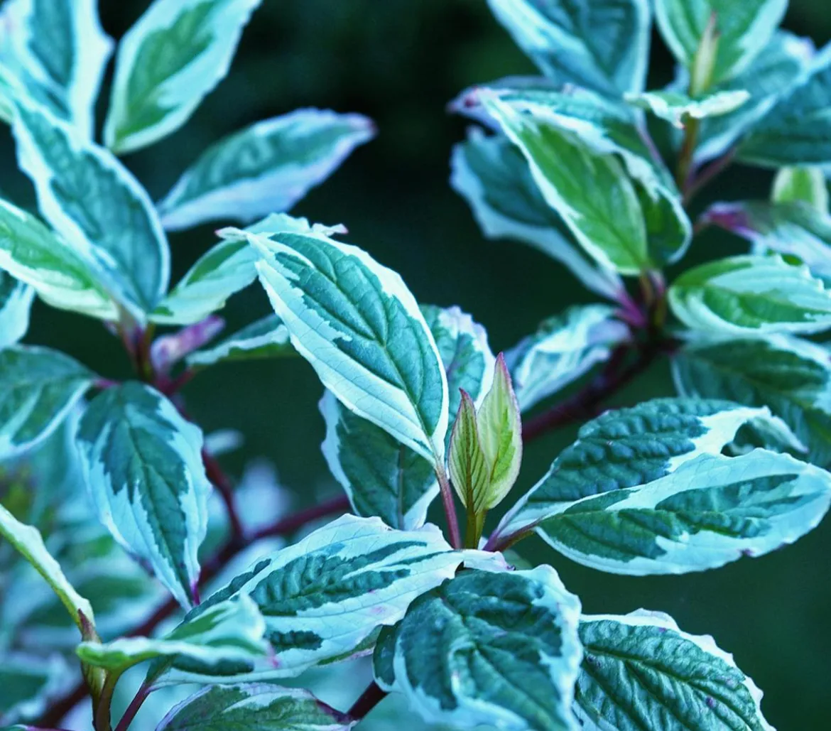 Weißbunter Hartriegel 'Argenteomarginata'