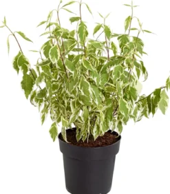 Weißbunter Hartriegel 'Argenteomarginata'