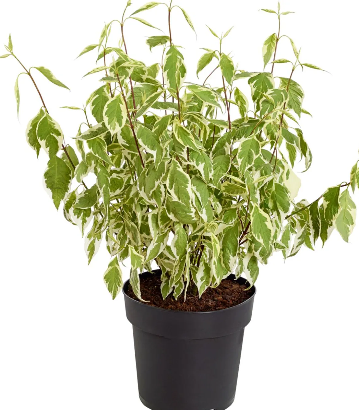 Weißbunter Hartriegel 'Argenteomarginata'