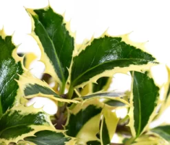 Weißbunte Stechpalme 'Argentea Marginata'