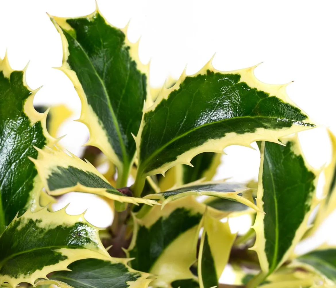 Weißbunte Stechpalme 'Argentea Marginata'