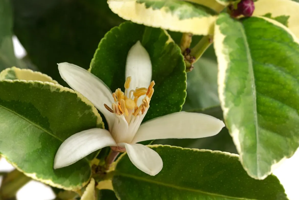 Weißbunte Zitrone 'Variegata'