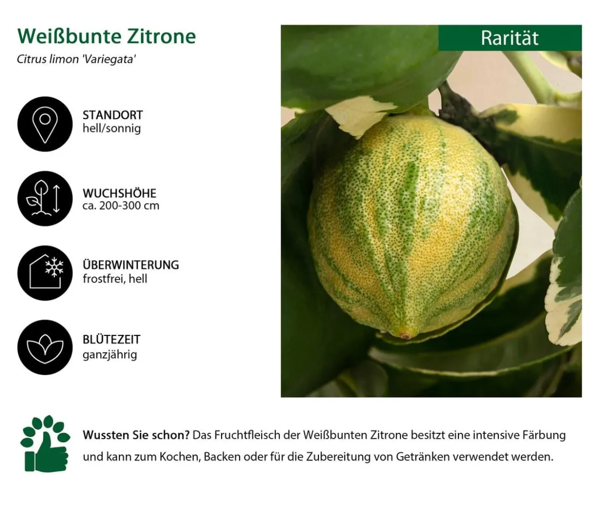 Weißbunte Zitrone 'Variegata'