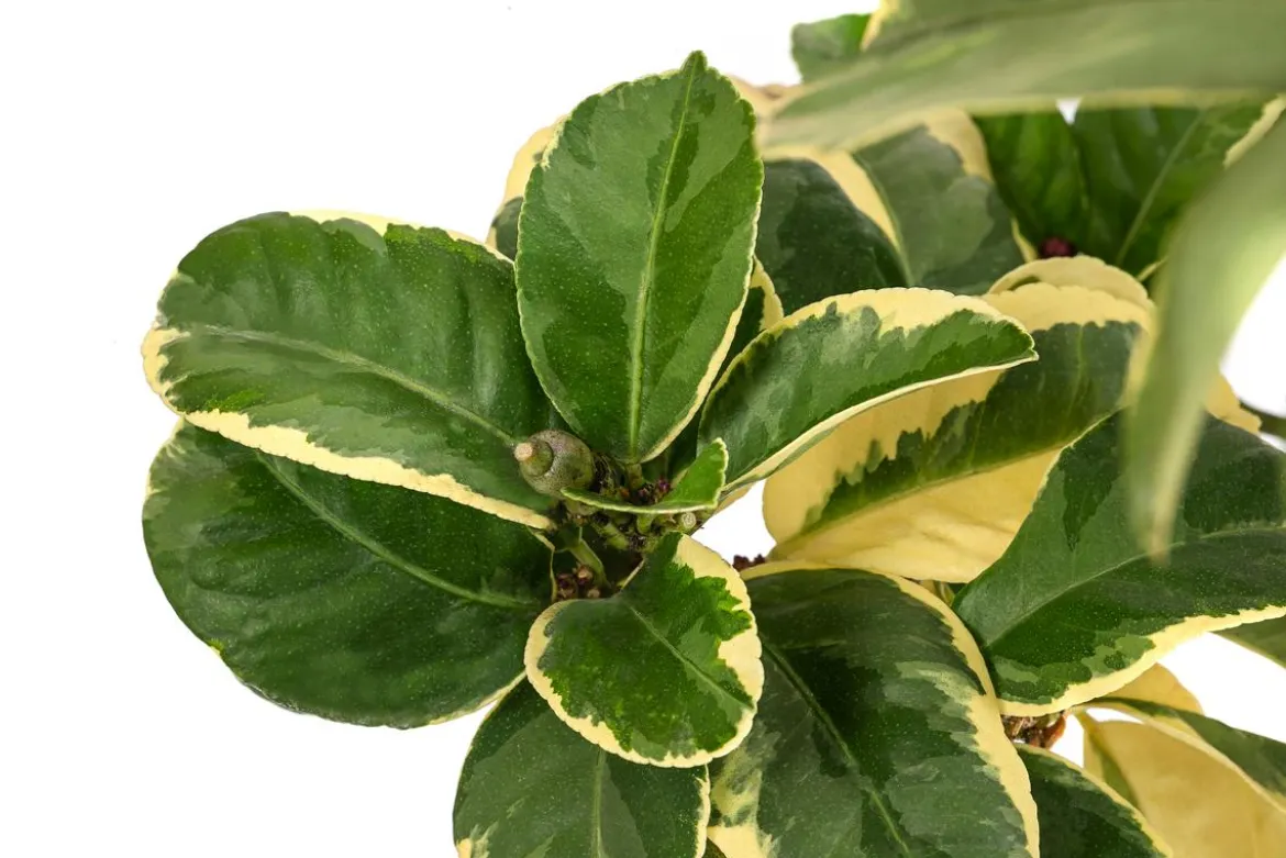 Weißbunte Zitrone 'Variegata'