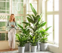 Weiße Strelitzie - Strelitzia alba
