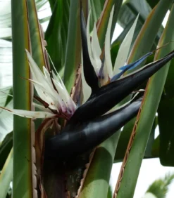 Weiße Strelitzie - Strelitzia alba